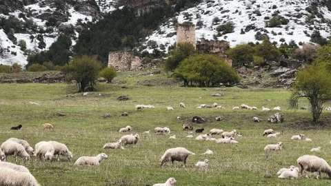 A flock of sheep grazing in the mountains  Stock Footage 254484787