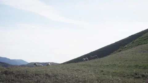 A flock of sheep grazing on mountainside Stock Footage 311725899