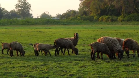 Flock of Sheep Grazing on Open Green Grassland Stock Footage 328340971