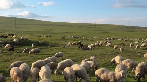 Flock of sheep grazing peacefully in a lush green pasture Vídeo Stock 333482485
