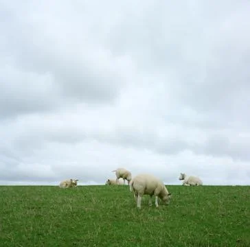 Flock of sheep grazing Stock Photos
