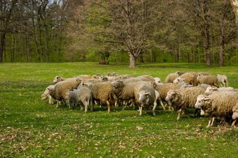 Flock of sheep grazing Stock Photos