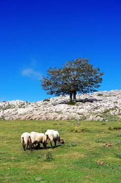 Flock of sheep grazing Stock Photos