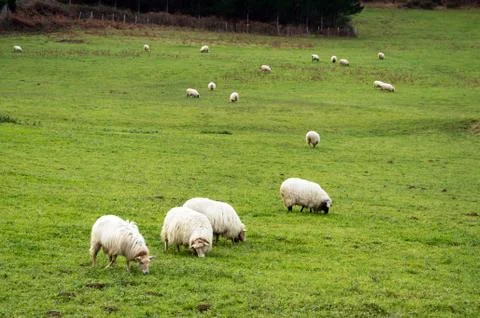 Flock of sheep grazing Stock Photos