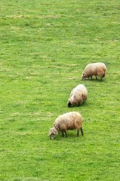 Flock of sheep grazing Stock Photos