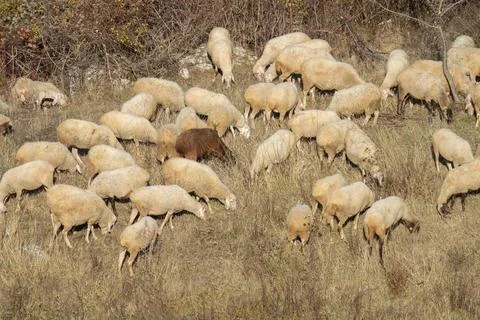 Flock of sheep grazing Stock-Fotos