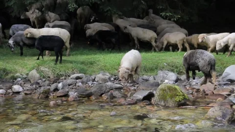 Flock of Sheep Grazing by the River Stock Footage 140916985