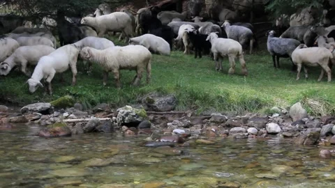 Flock of Sheep Grazing by the River Stock Footage 140916991