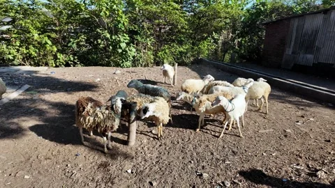Flock of Sheep Grazing in a Rustic Farmyard Surrounded by Greenery Stock Footage 345137572