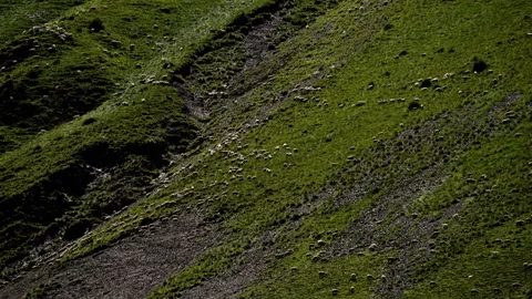 Flock of Sheep Grazing on the Steep Slopes of a Lush Green Mountain Under Bright Stock Footage 268071075