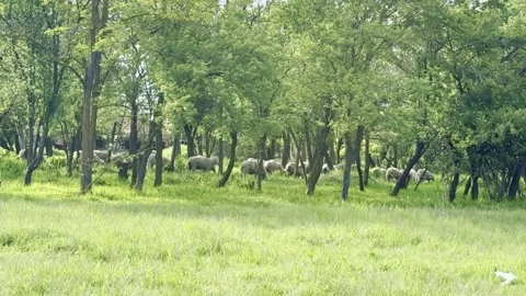 Flock of Sheep Grazing in Sunlit Forest Meadow Stock Footage 335215302