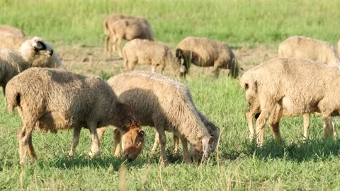 Flock of sheep grazing at sunset Stock Footage 258189289