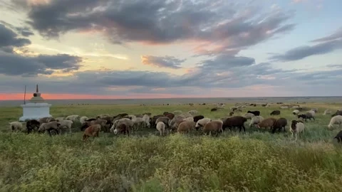 Flock of Sheep Grazing at Sunset Stock Footage 315758980