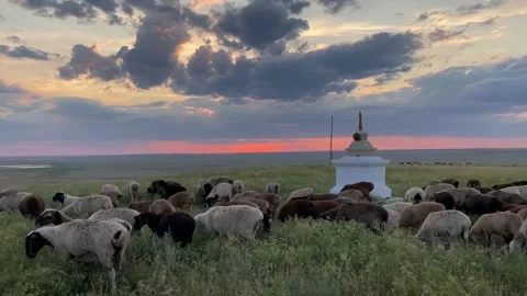 Flock of Sheep Grazing at Sunset Stock Footage 315758983