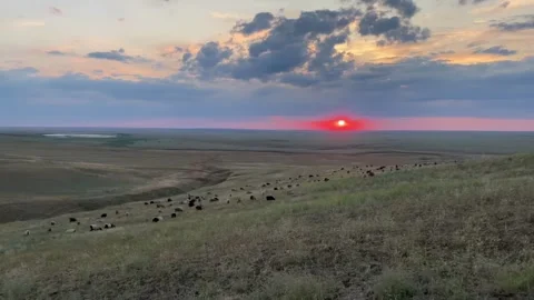 Flock of Sheep Grazing at Sunset Stock Footage 315759098