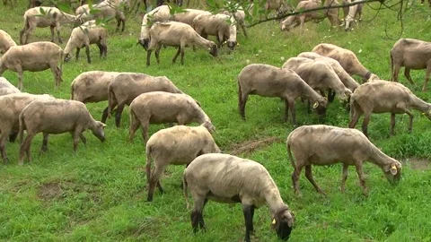 Flock of Sheep Grazing Together on Green Pasture Video stock 344663204