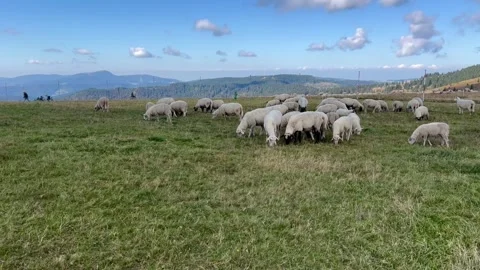 Flock of sheep grazing on the top of a mountain in Germany Stock Footage 301685470