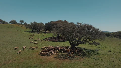 Flock of sheep grazing under big trees Stock Footage 285665489