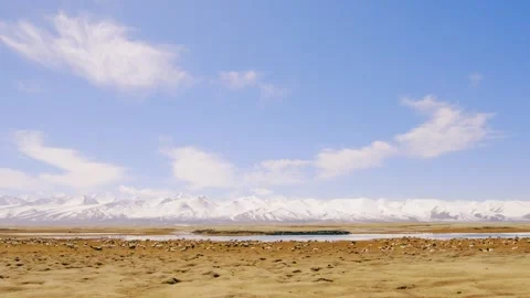 Flock of sheep grazing under snow mountain Stock Footage 235107634