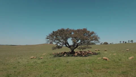 Flock of sheep grazing under the tree Stock Footage 285664583