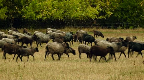 Flock of Sheep Grazing, Walking in the Field by the Forest. Dry Yellow Grass. Stock Footage 67863070