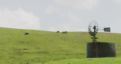 Flock of Sheep Grazing With Windmill. Video stock 330382900