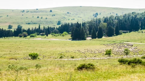 Flock of sheep on green grass . Stock Footage 49240768