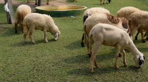 Flock of sheep on green grass Stock Footage 50554806