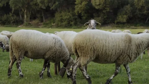 Flock of sheep on green grass. Stock Footage 139649388
