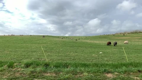 Flock of sheep on green grass Stock Footage 168616690
