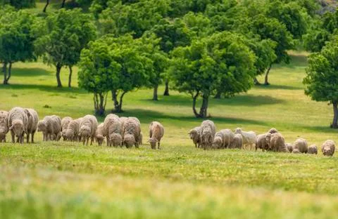 Flock of sheep on green grass Stock Photos