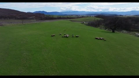 A flock of sheep on a green meadow. In the background are hills. Video stock 331305237