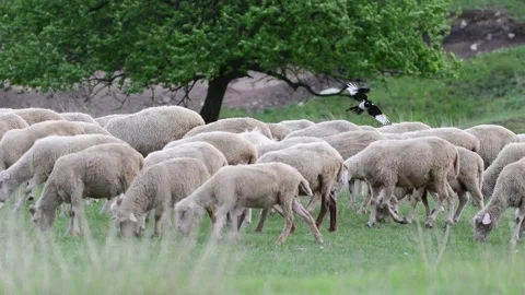 A flock of sheep on a green meadow Video stock 131938931