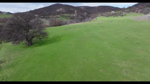 A flock of sheep on a green meadow Video stock 331305319
