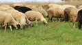 Flock of sheep on the greenland HD Footage