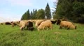 Flock of sheep on the greenland HD Footage