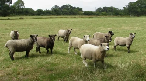 Flock of sheep in hay field  Stock Footage 56205603