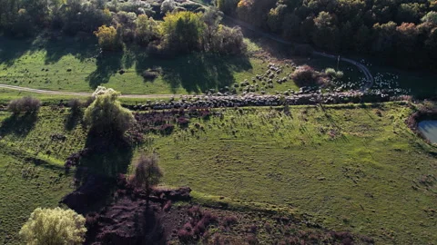 Flock of sheep heading to the river to drink water ona hot day Stock Footage 294721338