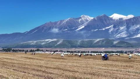 A flock of sheep in Highland Pasture in Front of Amazing Glacier Mountains Video stock 324938940