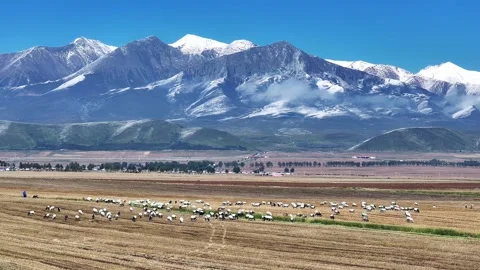 A flock of sheep in Highland Pasture in Front of Amazing Glacier Mountains Stock-Footage 324939589