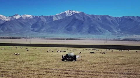 A flock of sheep in Highland Pasture in Front of Amazing Glacier Mountains Stock-Footage 324940191
