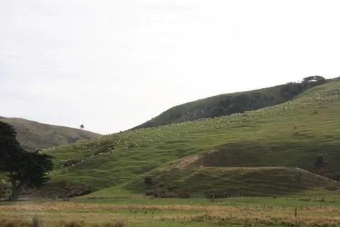 Flock of Sheep on a hill Okia Flat, Otago Peninsula, Dunedin, New Zealand Stock Photos