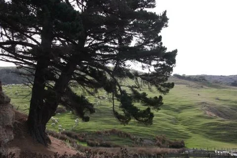 Flock of Sheep on a hill Okia Flat, Otago Peninsula, Dunedin, New Zealand Stock Photos