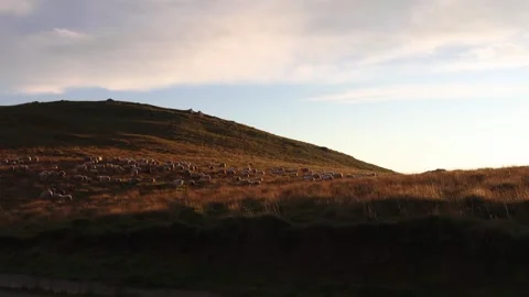 Flock of sheep on hill side mountain at sunset. Flock of sheep grazing Stock Footage 247280793