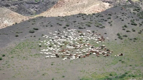 A flock of sheep on the hillside Stock-Footage 347247497