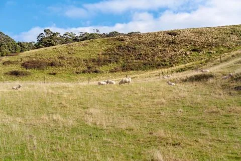 A Flock Of Sheep On A Hillside Stock Photos