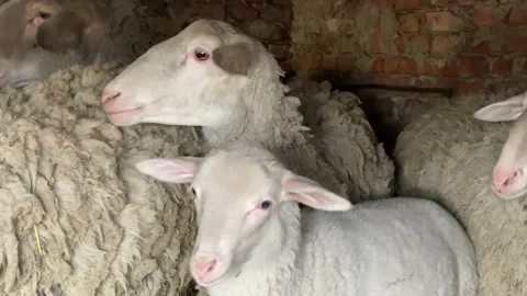 Flock of sheep huddled together in red brick cowshed Stock Footage 182864887