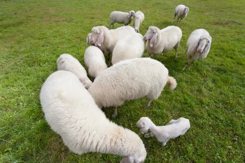 Flock of sheep in an italian mountain pasture Foto stock
