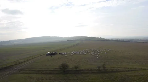 Flock of sheep with jeep Video stock 37677313