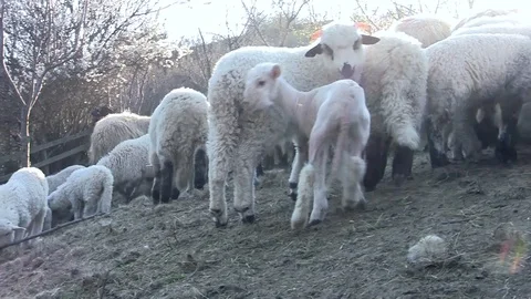 Flock of sheep. Just a lamb has no fur on it hiding among sheep Stock Footage 88330066